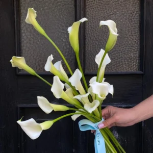 Calla 19