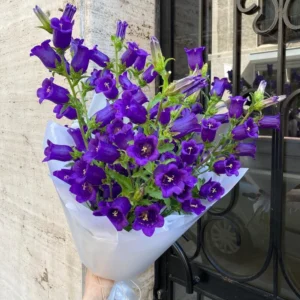 Campanula Violet 9