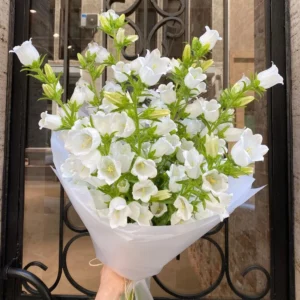 Campanula White 9